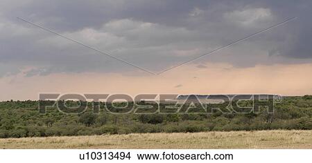Maasai Mara landscape in Kenya Africa View Large Photo Image Picture - Maasai Mara landscape in Kenya Africa. Fotosearch