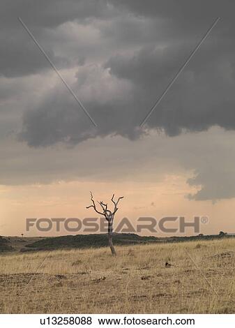 Maasai Mara landscape in Kenya Africa View Large Photo Image Stock Photo - Maasai Mara landscape in Kenya Africa. Fotosearch