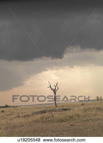 Maasai Mara landscape in Kenya Africa View Large Photo Image Stock Photo - Maasai Mara landscape in Kenya Africa. Fotosearch