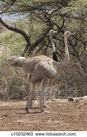 Stock Image - Ostrich wildlife in Kenya. Fotosearch