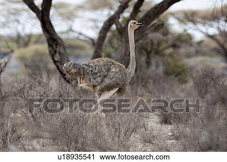 Stock Image - Ostrich wildlife in Kenya. Fotosearch