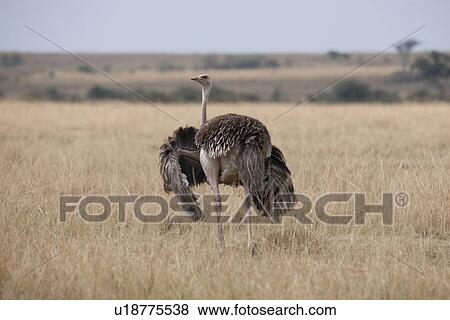 Stock Photo - Ostrich wildlife in Kenya. Fotosearch