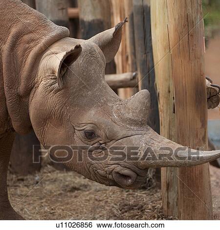 Rhino at Kenya Wildlife Orphans Project View Large Photo Image Stock Photograph - Rhino at Kenya Wildlife Orphans Project. Fotosearch