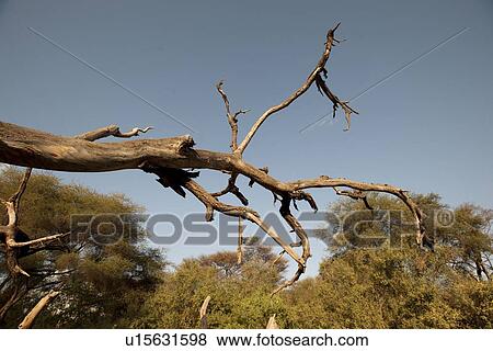 Samburu National Reserve in Kenya View Large Photo Image Stock Photo - Samburu National Reserve in Kenya. Fotosearch
