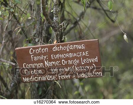 Picture - Sign identifying vegetation in Kenya Africa. Fotosearch