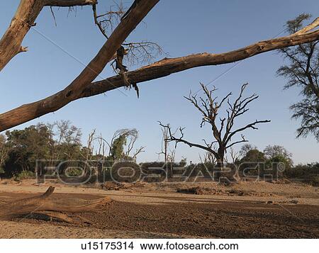 Silhouette of dried tree in Kenya Africa View Large Photo Image Picture - Silhouette of dried tree in Kenya Africa. Fotosearch