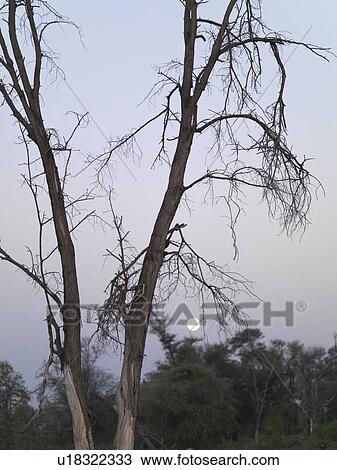 Stock Image - Silhouette of dried tree in Kenya Africa. Fotosearch