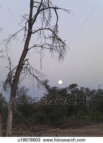 Stock Image - Silhouette of dried tree in Kenya Africa. Fotosearch