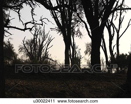 Silhouette of dried tree in Kenya Africa View Large Photo Image Stock Image - Silhouette of dried tree in Kenya Africa. Fotosearch