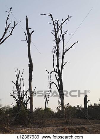 Silhouette of dried tree in Kenya Africa View Large Photo Image Stock Photo - Silhouette of dried tree in Kenya Africa. Fotosearch
