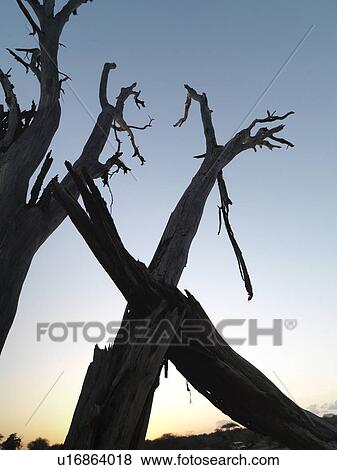 Stock Photo - Silhouette of dried tree in Kenya Africa. Fotosearch