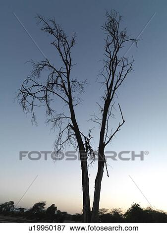 Stock Photo - Silhouette of dried tree in Kenya Africa. Fotosearch