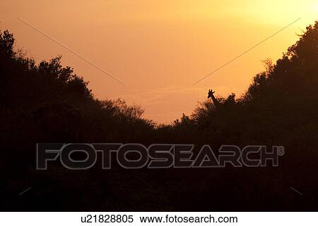 Sunset over trees in Kenya View Large Photo Image Stock Photography - Sunset over trees in Kenya. Fotosearch
