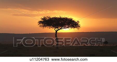 Stock Image - Tree at sunset in Kenya Africa. Fotosearch