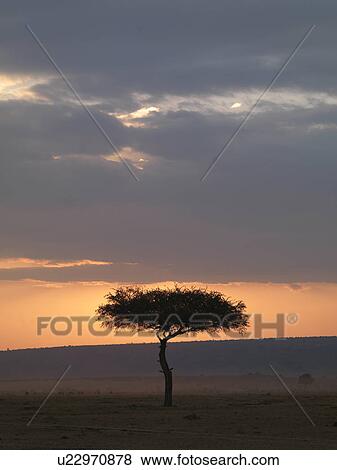 Stock Photo - Tree at sunset in Kenya Africa. Fotosearch