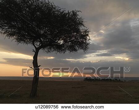 Stock Photograph - Tree at sunset in Kenya Africa. Fotosearch