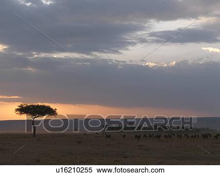 Stock Photography - Tree at sunset in Kenya Africa. Fotosearch