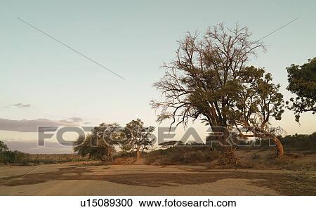 Tree in Kenya Africa View Large Photo Image Stock Image - Tree in Kenya Africa. Fotosearch