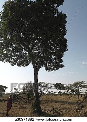 Stock Image - Tree in Kenya Africa. Fotosearch