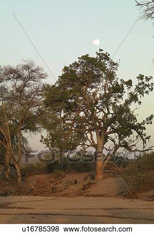Stock Photo - Tree in Kenya Africa. Fotosearch