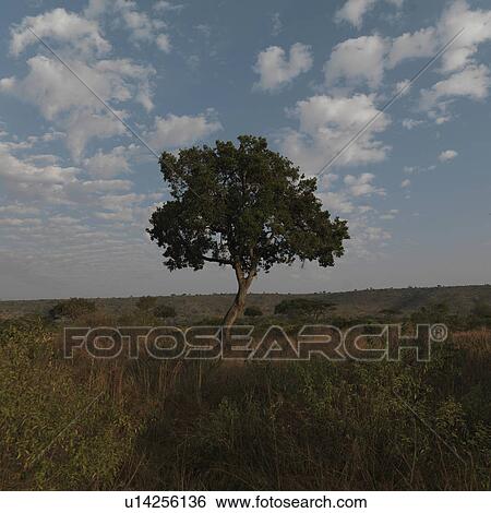 Stock Photograph - Tree in Kenya Africa. Fotosearch