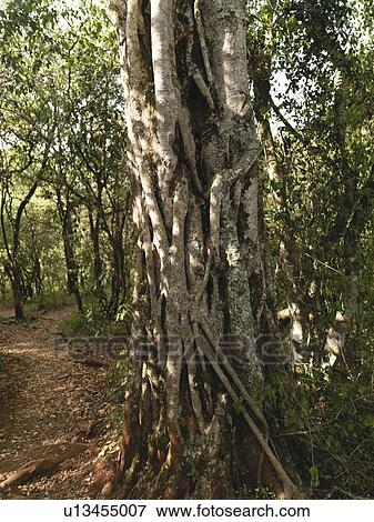 Tree in Kenya forest View Large Photo Image Stock Photo - Tree in Kenya forest. Fotosearch