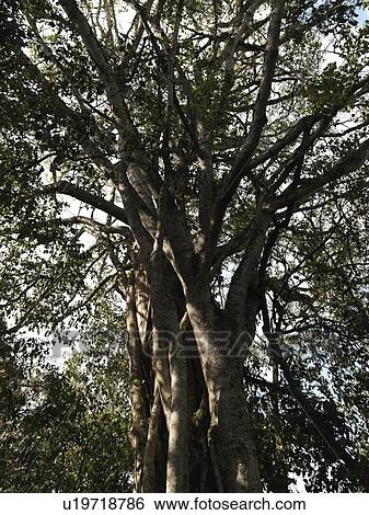 Stock Photograph - Tree in Kenya forest. Fotosearch