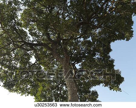 Stock Image - Tree top in Kenya Africa. Fotosearch
