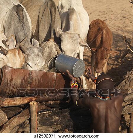 Stock Image - Tribesman tending to cattle in Kenya Africa. Fotosearch