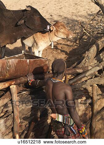 Stock Photo - Tribesman tending to cattle in Kenya Africa. Fotosearch