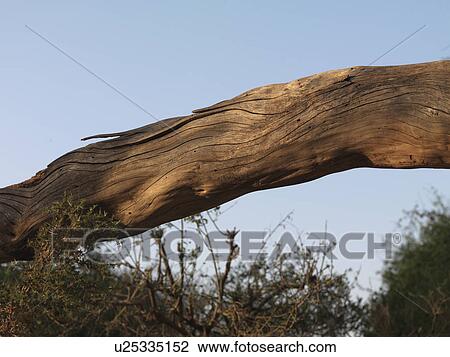Stock Image - Trunk of a tree over Kenya landscape. Fotosearch