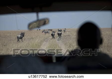 View of wildebeests from car window View Large Photo Image Stock Image - View of wildebeests from car window. Fotosearch