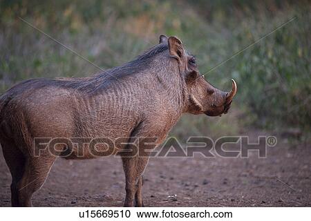 Stock Image - Warthog in Kenya. Fotosearch