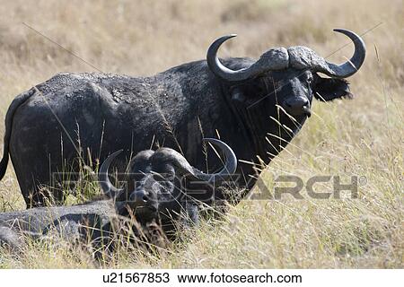 Water buffalo wildlife in Kenya View Large Photo Image Stock Image - Water buffalo wildlife in Kenya. Fotosearch