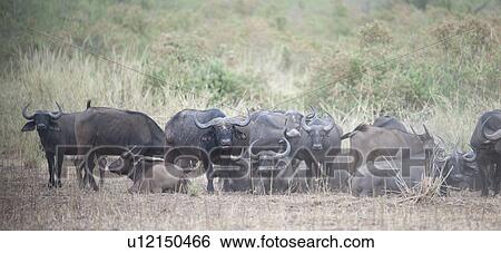 Water buffalo wildlife in Kenya View Large Photo Image Stock Photograph - Water buffalo wildlife in Kenya. Fotosearch