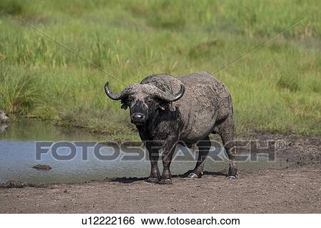 Water buffalo wildlife in Kenya View Large Photo Image Stock Photograph - Water buffalo wildlife in Kenya. Fotosearch