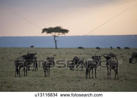 Wildebeest wildlife in Keyna View Large Photo Image Picture - Wildebeest wildlife in Keyna. Fotosearch