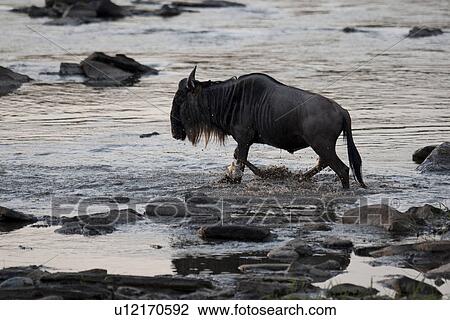 Wildebeest wildlife in Keyna View Large Photo Image Stock Image - Wildebeest wildlife in Keyna. Fotosearch