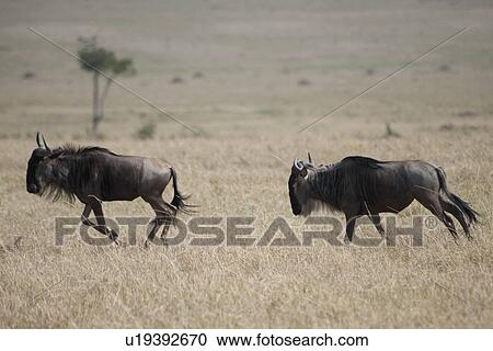 Stock Image - Wildebeest wildlife in Keyna. Fotosearch