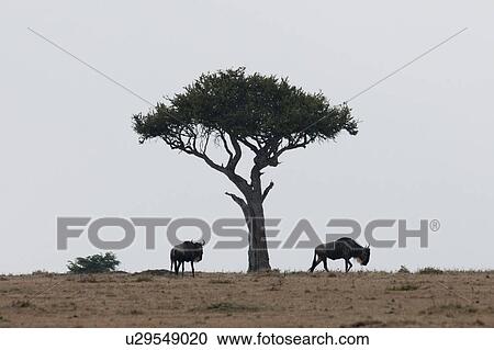 Stock Image - Wildebeest wildlife in Keyna. Fotosearch