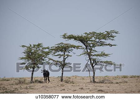 Wildebeest wildlife in Keyna View Large Photo Image Stock Photo - Wildebeest wildlife in Keyna. Fotosearch