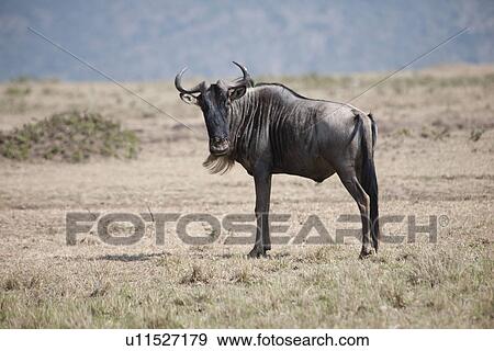 Stock Photo - Wildebeest wildlife in Keyna. Fotosearch
