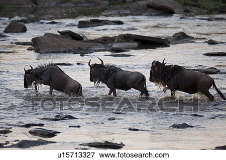 Wildebeest wildlife in Keyna View Large Photo Image Stock Photo - Wildebeest wildlife in Keyna. Fotosearch