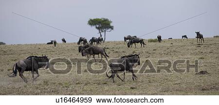 Wildebeest wildlife in Keyna View Large Photo Image Stock Photo - Wildebeest wildlife in Keyna. Fotosearch