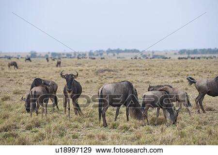 Wildebeest wildlife in Keyna View Large Photo Image Stock Photo - Wildebeest wildlife in Keyna. Fotosearch
