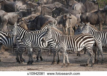 Stock Image - Wildebeests and zebras in Kenya. Fotosearch