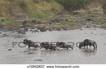 Wilderbeast Great Migration river crossing in Kenya Africa View Large Photo Image Stock Photo - Wilderbeast Great Migration river crossing in Kenya Africa. Fotosearch