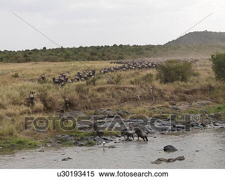 Wilderbeast Great Migration river crossing in Kenya Africa View Large Photo Image Stock Photography - Wilderbeast Great Migration river crossing in Kenya Africa. Fotosearch