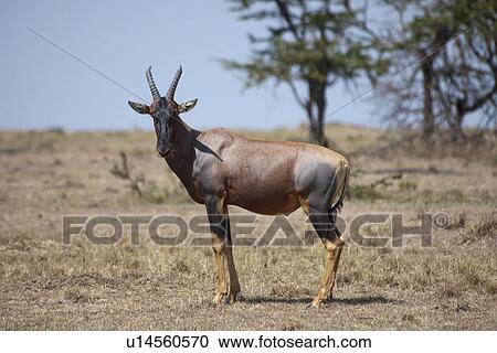Stock Image - Wildlife in Kenya. Fotosearch