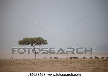 Stock Photo - Wildlife in Kenya. Fotosearch